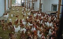 Legehennen beim Scharren