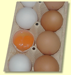 Frische aus Boden- / Freilandhaltung